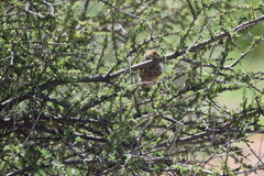 Amadina erythrocephala