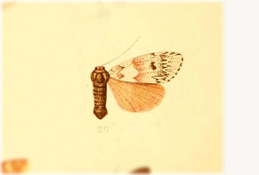 Halone interspersa