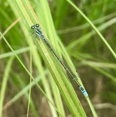 Coenagrion johanssoni