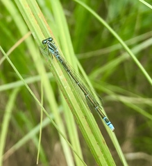 Coenagrion johanssoni