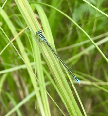 Coenagrion johanssoni