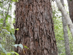 Eucalyptus pilularis