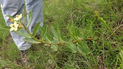 Pachycarpus asperifolius
