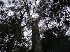 Eucalyptus pilularis