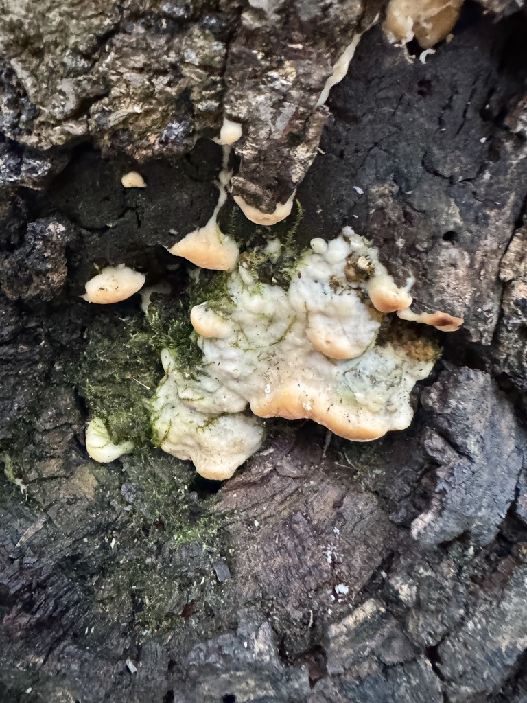 Rigidoporus populinus · November 2025 · photo: © chrischalfant (iNaturalist, cc-by)