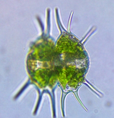 Xanthidium antilopaeum