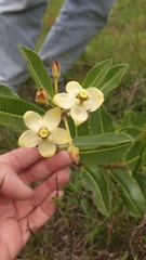 Pachycarpus asperifolius