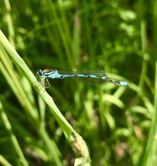 Coenagrion johanssoni