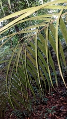 Bactris concinna