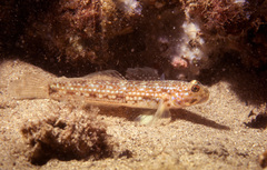 Istigobius hoesei
