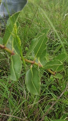 Pachycarpus asperifolius