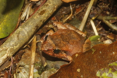 Craugastor mexicanus