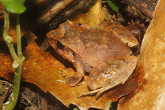 Craugastor mexicanus