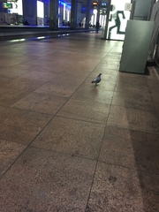 Columba livia domestica