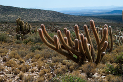 Oreocereus celsianus