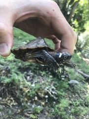 Graptemys ouachitensis