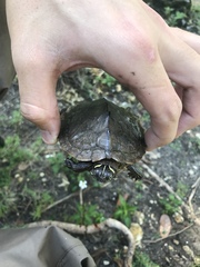 Graptemys ouachitensis