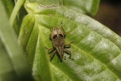 Embates ocellatus