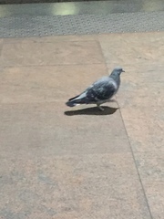 Columba livia domestica