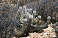 Oreocereus celsianus
