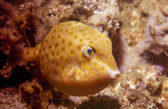 Anoplocapros inermis