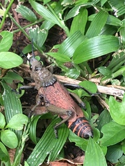 Dictyophorus griseus