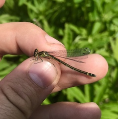 Coenagrion lunulatum