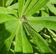 Coenagrion lunulatum
