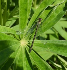 Coenagrion lunulatum