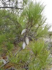Pinus attenuata