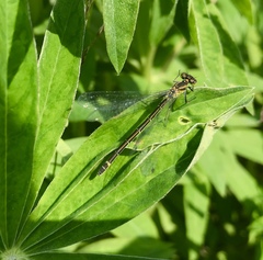 Coenagrion lunulatum