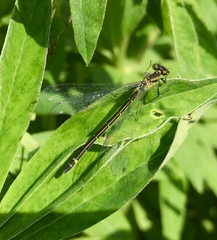 Coenagrion lunulatum