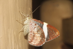 Hagnagora anicata