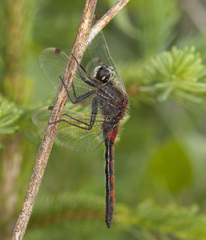 Leucorrhinia borealis