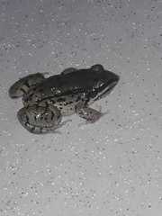 Leptodactylus mystacinus