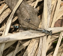 Coenagrion lunulatum