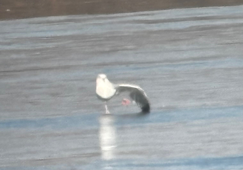Ring-billed Gull photographed in Missouri