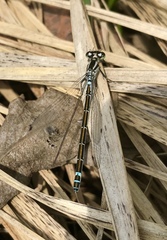 Coenagrion lunulatum