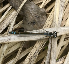 Coenagrion lunulatum