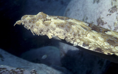Orectolobus halei