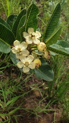 Pachycarpus acidostelma