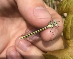 Coenagrion lunulatum