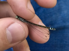 Coenagrion lunulatum