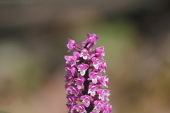 Arpophyllum giganteum