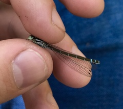 Coenagrion lunulatum