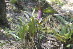 Arpophyllum giganteum