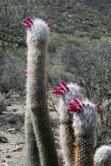 Oreocereus celsianus