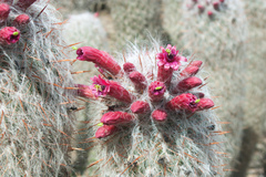 Oreocereus celsianus