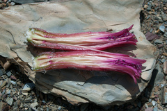 Oreocereus celsianus