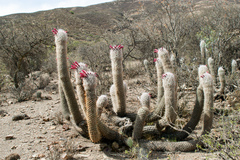 Oreocereus celsianus